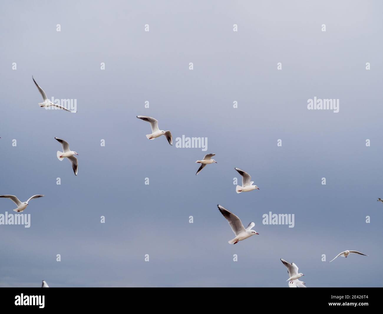 diversi gabbiani bianchi che volano fianco a fianco nel cielo Foto Stock