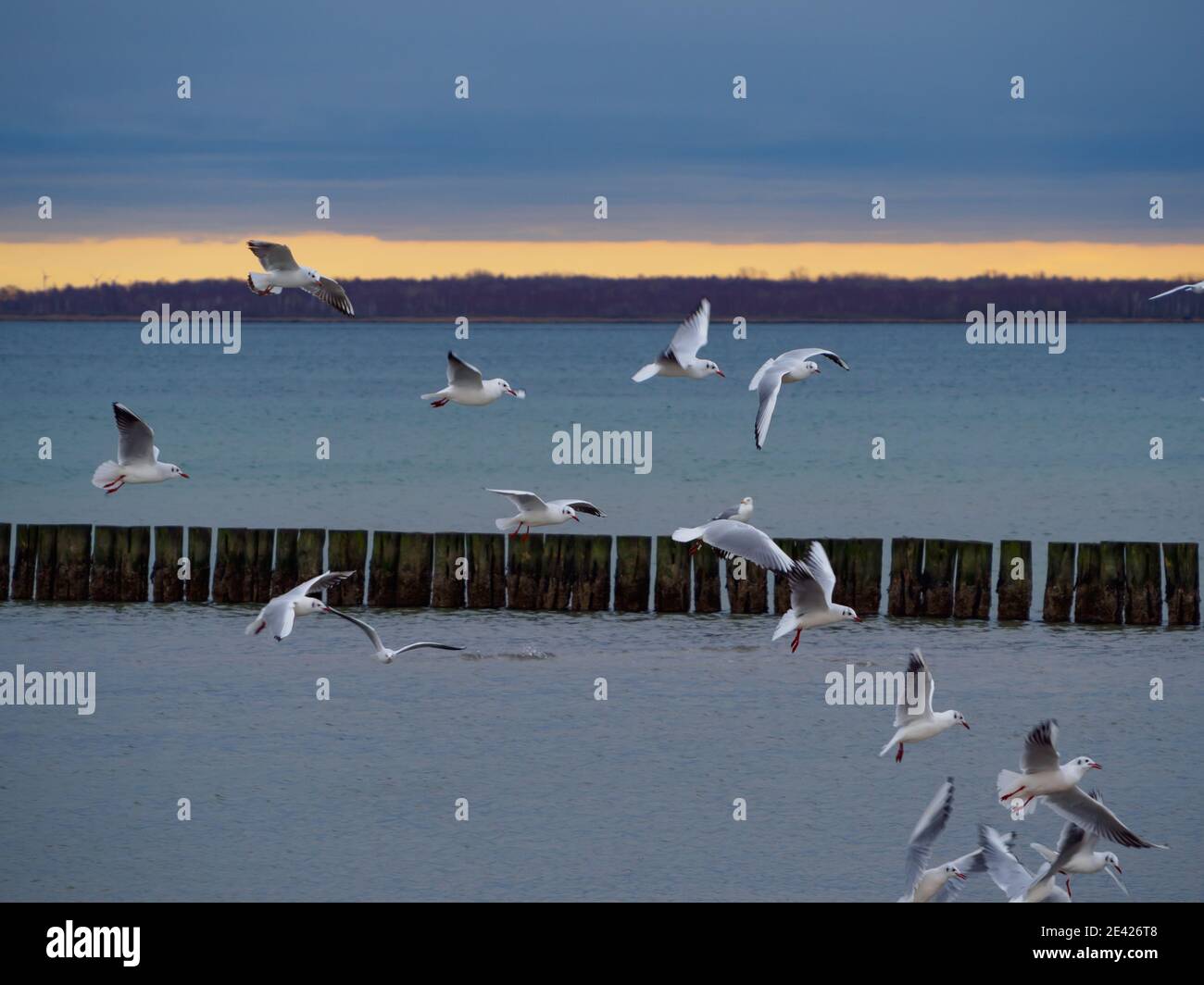 diversi gabbiani bianchi che volano fianco a fianco nel cielo Foto Stock