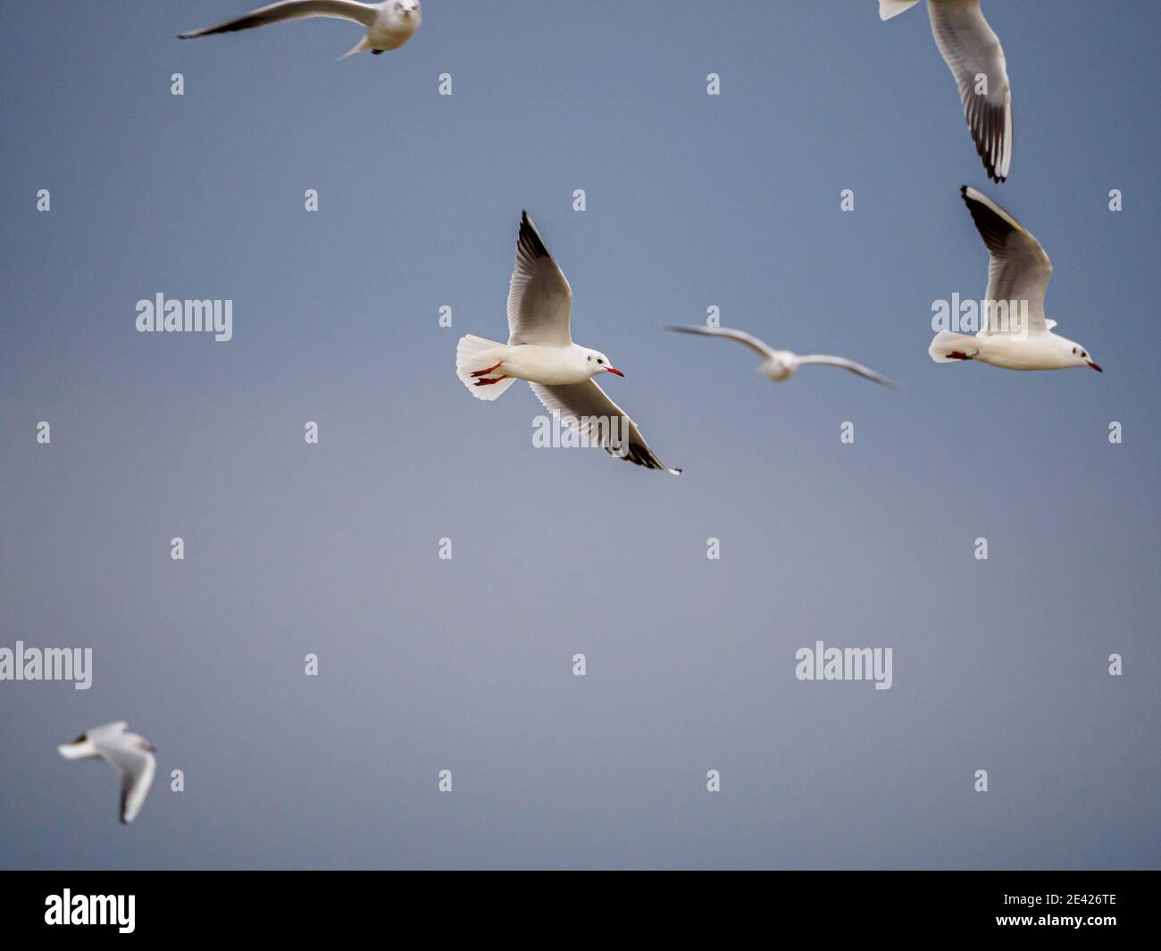 diversi gabbiani bianchi che volano fianco a fianco nel cielo Foto Stock
