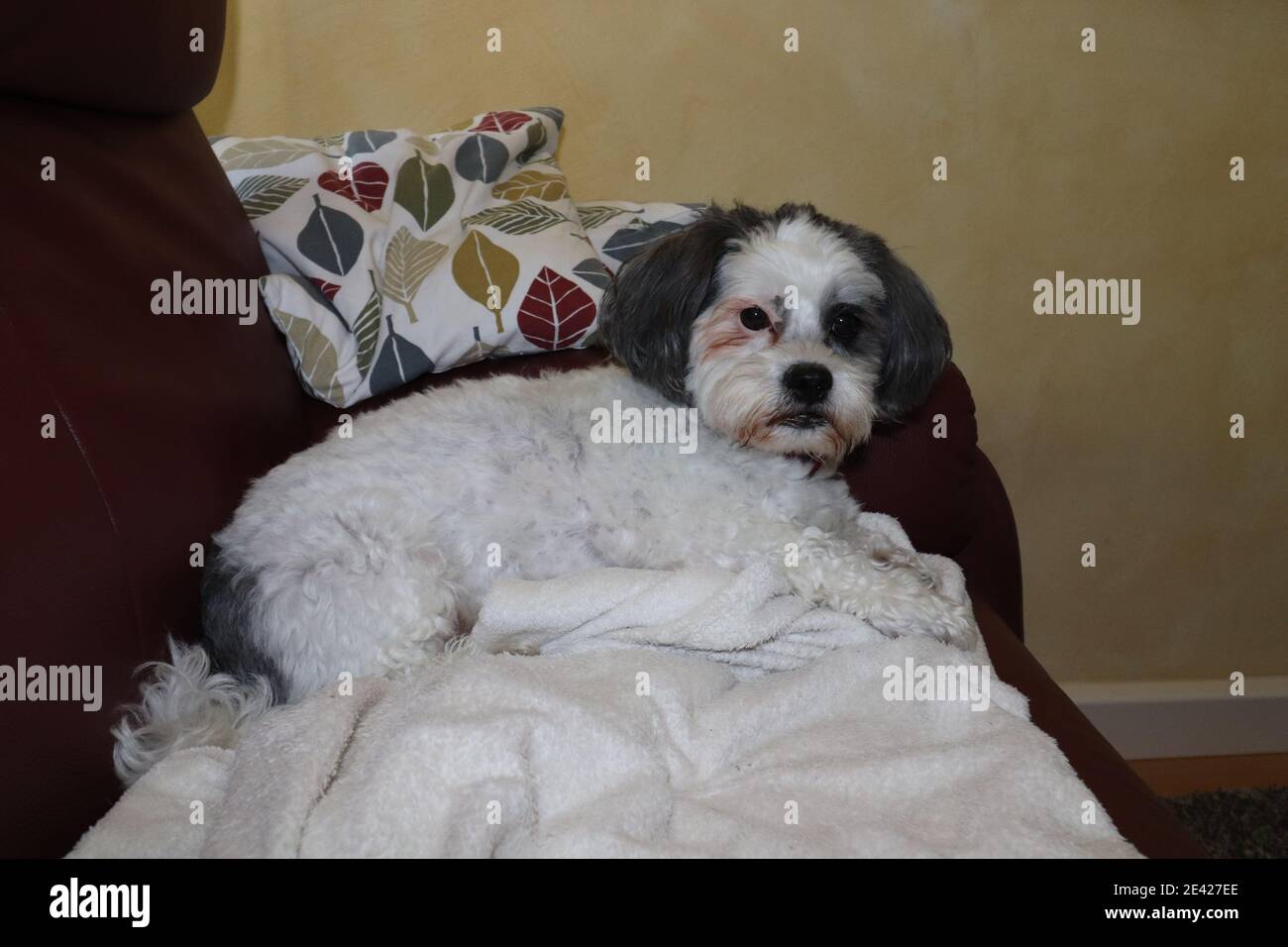 chilling cane su un divano Foto Stock