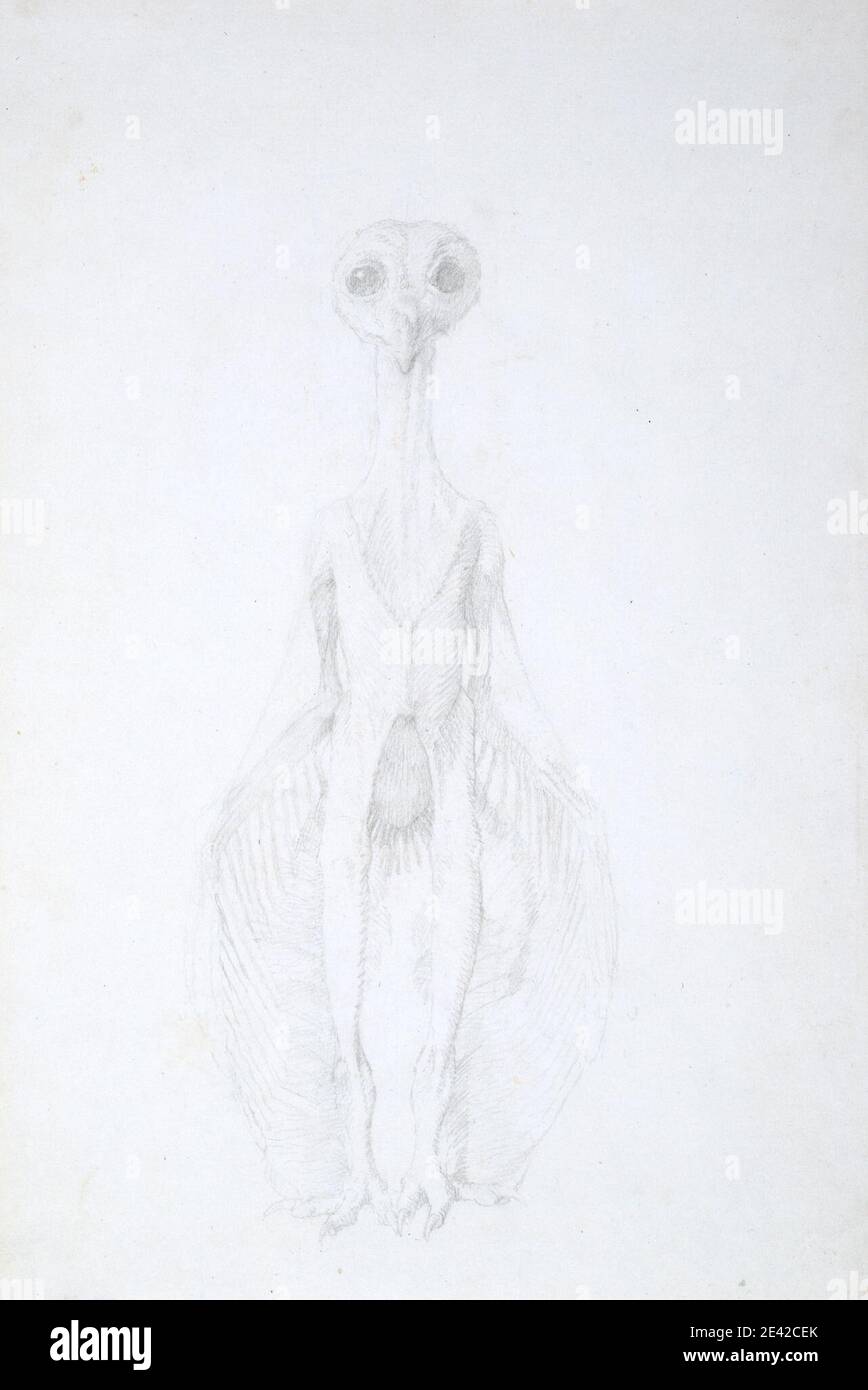 George Stubbs, 1724â–1806, inglese, Owl Standing, Anterior View, dal 1795 al 1806. Grafite su carta sottile, leggermente testurizzata, crema wove. Studio anatomico , anatomia , uccello , studio figurativo , fronte , unghie , gufo , studio (disegno visivo) , ali Foto Stock George Stubbs, 1724â–1806, inglese, Owl Standing, Anterior View, dal 1795 al 1806. Grafite su carta sottile, leggermente testurizzata, crema wove. Studio anatomico , anatomia , uccello , studio figurativo , fronte , unghie , gufo , studio (disegno visivo) , ali Foto Stock
