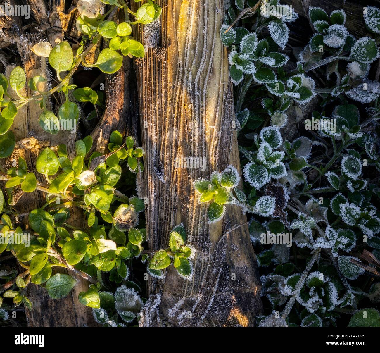 Dettagli di foglie e legno congelato durante l'alba in inverno, Dairago, Lombardia, Italia, Europa meridionale Foto Stock