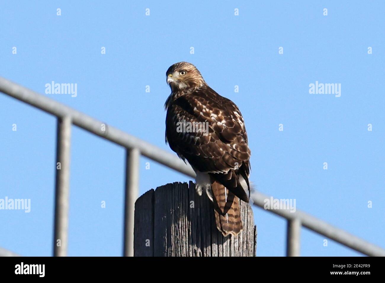 Falco dalla coda rossa vicino al ponte ferroviario in una giornata invernale intensa Foto Stock