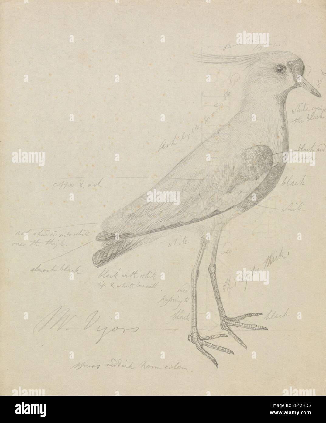 James Sowerby, 1756â–1822, inglese, UN lapidatore, senza dati. Grafite su carta media, leggermente testurizzata, crema wove. Arte animale , uccello , lappatura Foto Stock James Sowerby, 1756â–1822, inglese, UN lapidatore, senza dati. Grafite su carta media, leggermente testurizzata, crema wove. Arte animale , uccello , lappatura Foto Stock