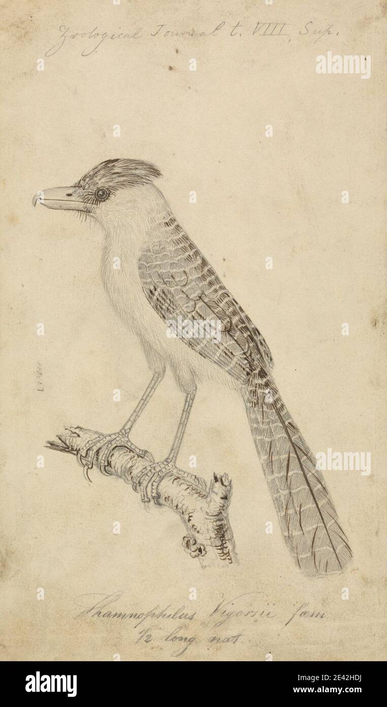 James Sowerby, 1756â–1822, britannico, un uccello, non datato. Grafite con penna e inchiostro marrone su carta media, leggermente testurizzata, crema di wove. Arte animale , uccello , Antshrike gigante Foto Stock James Sowerby, 1756â–1822, britannico, un uccello, non datato. Grafite con penna e inchiostro marrone su carta media, leggermente testurizzata, crema di wove. Arte animale , uccello , Antshrike gigante Foto Stock