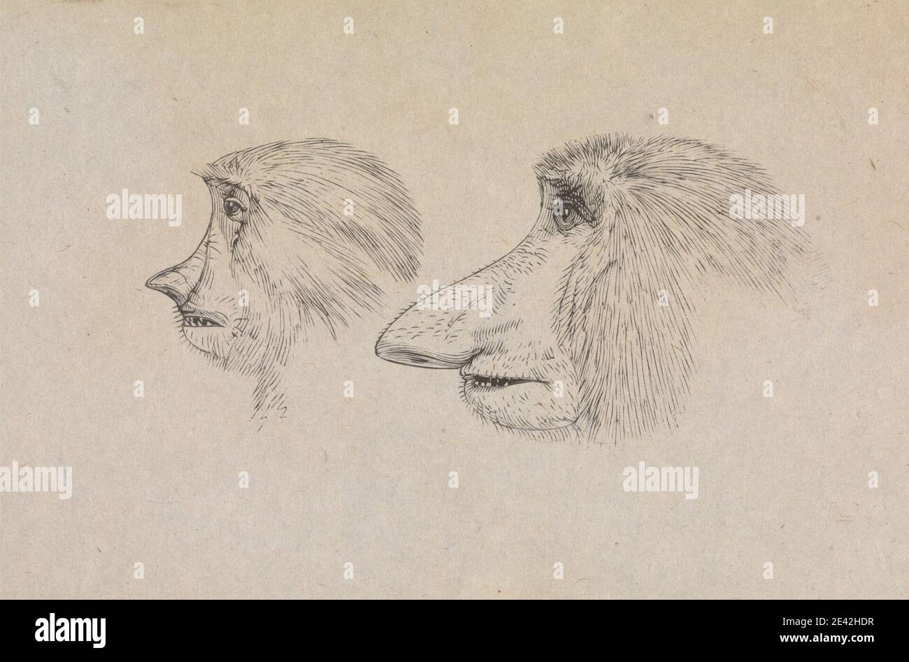James de Carle Sowerby, 1787â–1871, britannico, capi di due scimmie Proboschi, senza dati. Incisione su carta in wove sottile, liscia, crema. Arte animale, scimmie (animali) Foto Stock