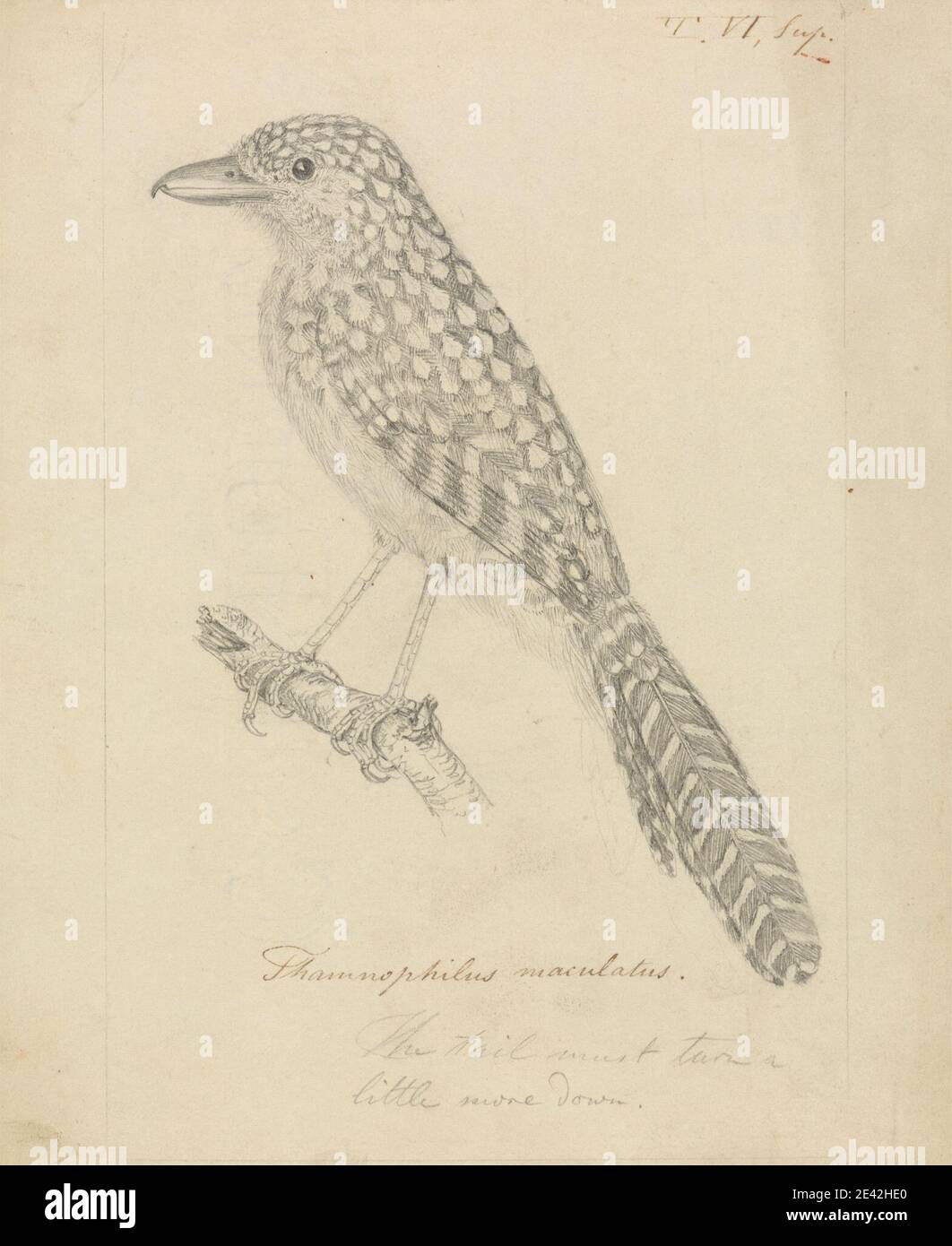 James Sowerby, 1756â–1822, britannico, un uccello, non datato. Grafite su carta media, leggermente testurizzata, crema wove. Arte animale , uccello , ramo , Antsharke con sppot-backed Foto Stock James Sowerby, 1756â–1822, britannico, un uccello, non datato. Grafite su carta media, leggermente testurizzata, crema wove. Arte animale , uccello , ramo , Antsharke con sppot-backed Foto Stock