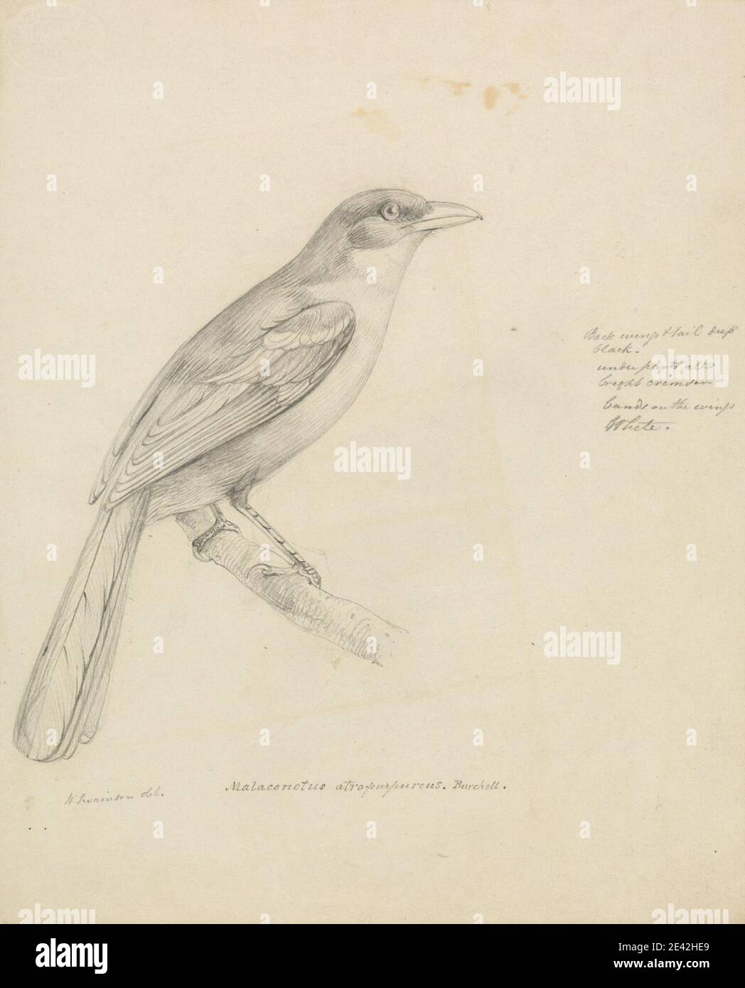 William Swainson, 1789â–1855, britannico, UN uccello, non datato. Grafite su carta media, liscia, crema wove. Arte animale , uccello , ramo Foto Stock William Swainson, 1789â–1855, britannico, UN uccello, non datato. Grafite su carta media, liscia, crema wove. Arte animale , uccello , ramo Foto Stock