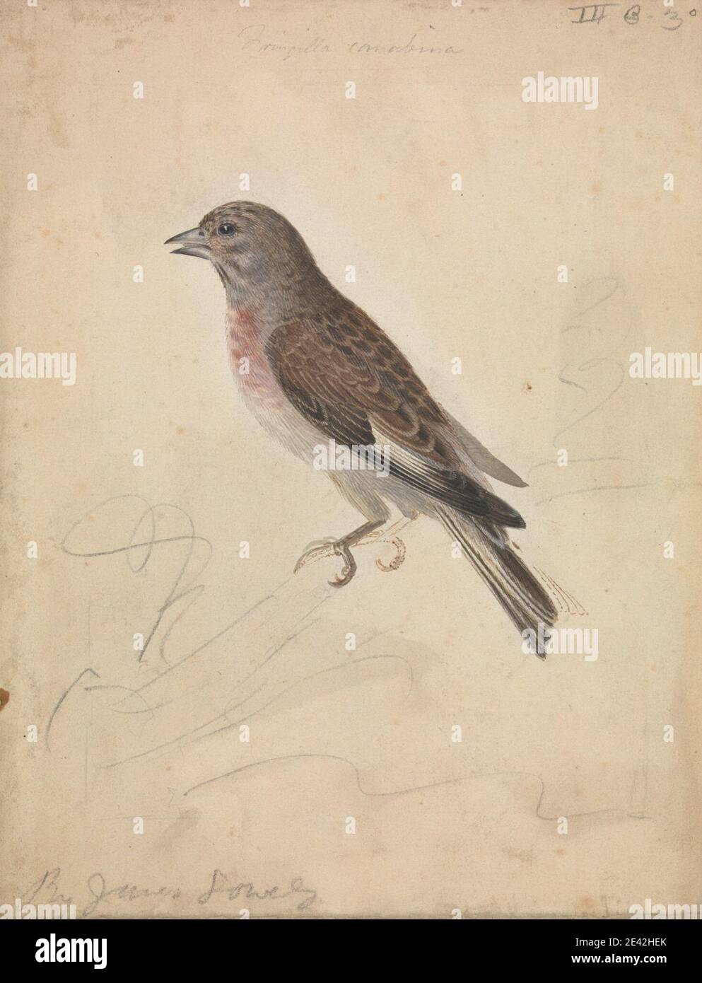James Sowerby, 1756â–1822, britannico, un uccello, non datato. Grafite e acquerello su carta d'wove di media consistenza, leggermente testurizzata, montata su cartoncino. Arte animale , uccello , Linnet comune Foto Stock James Sowerby, 1756â–1822, britannico, un uccello, non datato. Grafite e acquerello su carta d'wove di media consistenza, leggermente testurizzata, montata su cartoncino. Arte animale , uccello , Linnet comune Foto Stock