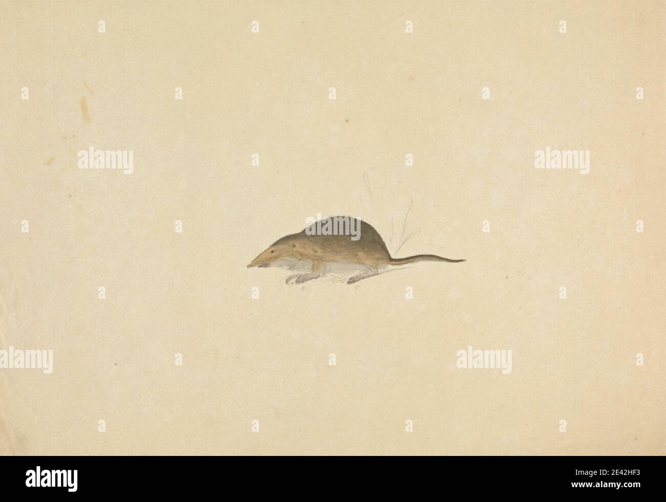 James Sowerby, 1756â–1822, britannico, UNO Shrew, non datato. Acquerello e grafite su carta di wove crema leggermente spessa, leggermente testurizzata. Arte animale , Mammalia (classe) , zampe Foto Stock James Sowerby, 1756â–1822, britannico, UNO Shrew, non datato. Acquerello e grafite su carta di wove crema leggermente spessa, leggermente testurizzata. Arte animale , Mammalia (classe) , zampe Foto Stock