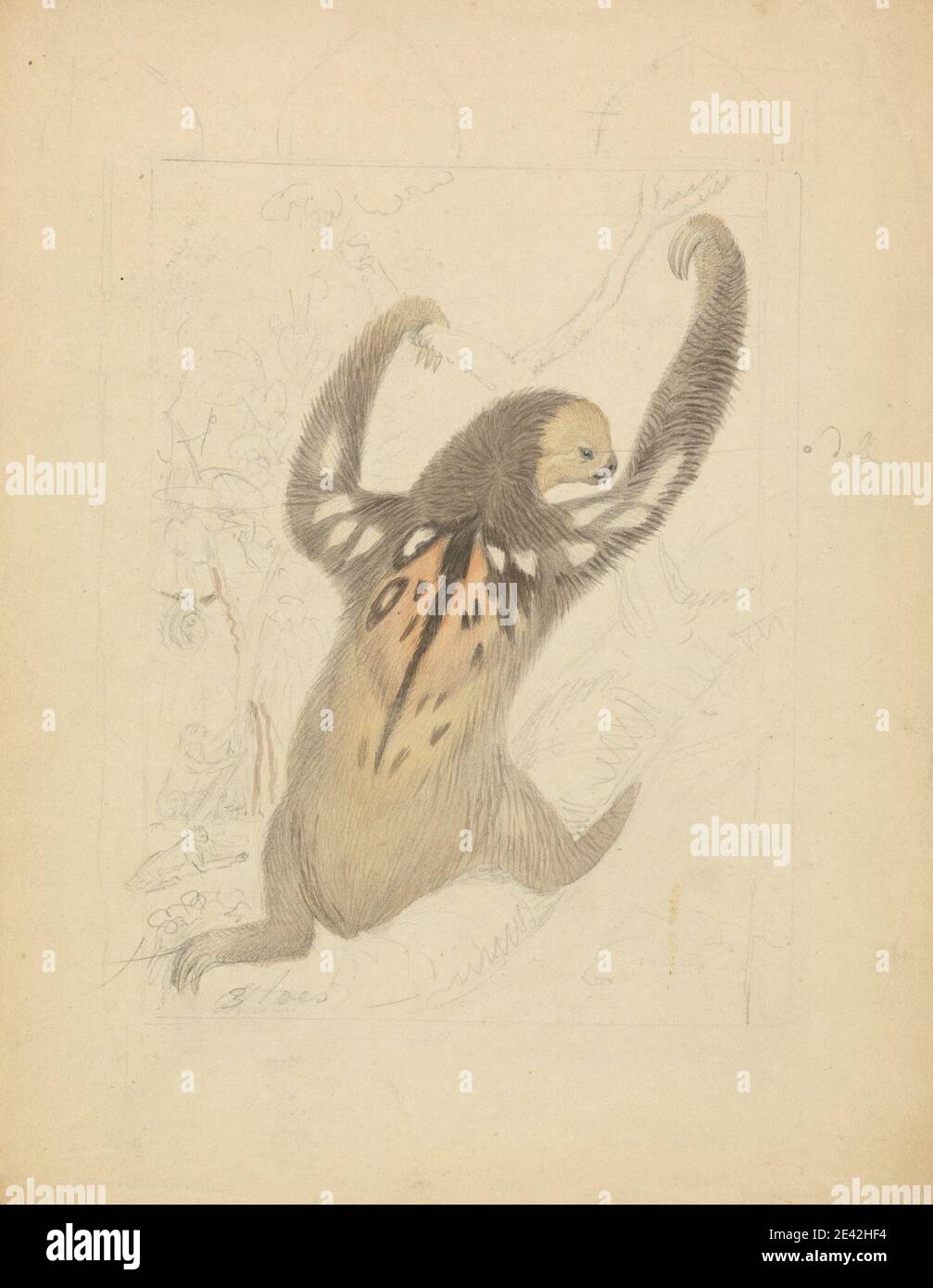 James Sowerby, 1756â–1822, inglese, UNA Sloth con tre dita, senza dati. Acquerello su grafite di spessore moderato, leggermente testurizzato, carta di wove crema. Arte animale , Mammalia (classe) , spioventi a tre punte Foto Stock James Sowerby, 1756â–1822, inglese, UNA Sloth con tre dita, senza dati. Acquerello su grafite di spessore moderato, leggermente testurizzato, carta di wove crema. Arte animale , Mammalia (classe) , spioventi a tre punte Foto Stock