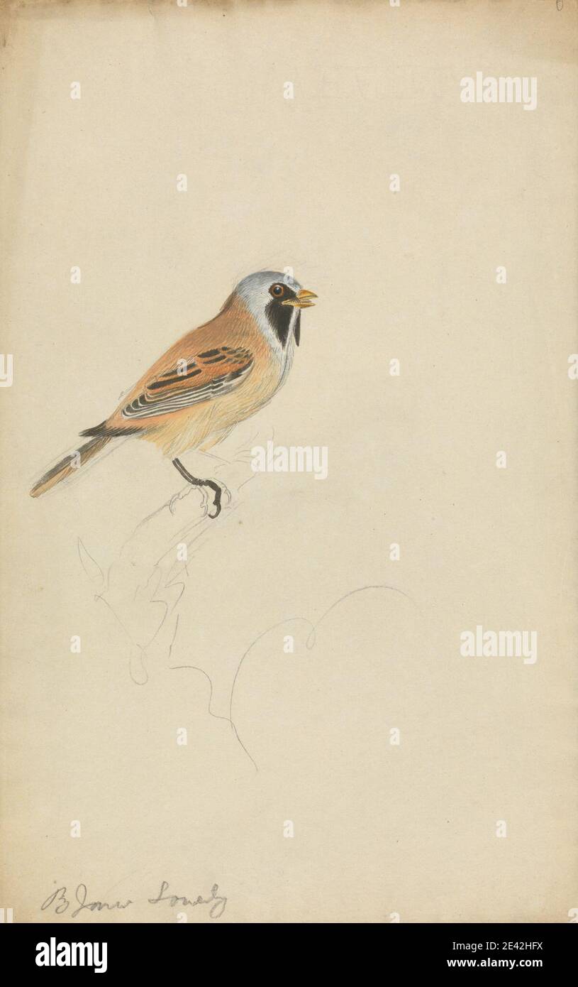 James Sowerby, 1756â–1822, britannico, un uccello, non datato. Acquerello e gouache su grafite su carta di wove media, liscia, crema. Arte animale , Reedling con aratura , uccello , ramo Foto Stock James Sowerby, 1756â–1822, britannico, un uccello, non datato. Acquerello e gouache su grafite su carta di wove media, liscia, crema. Arte animale , Reedling con aratura , uccello , ramo Foto Stock