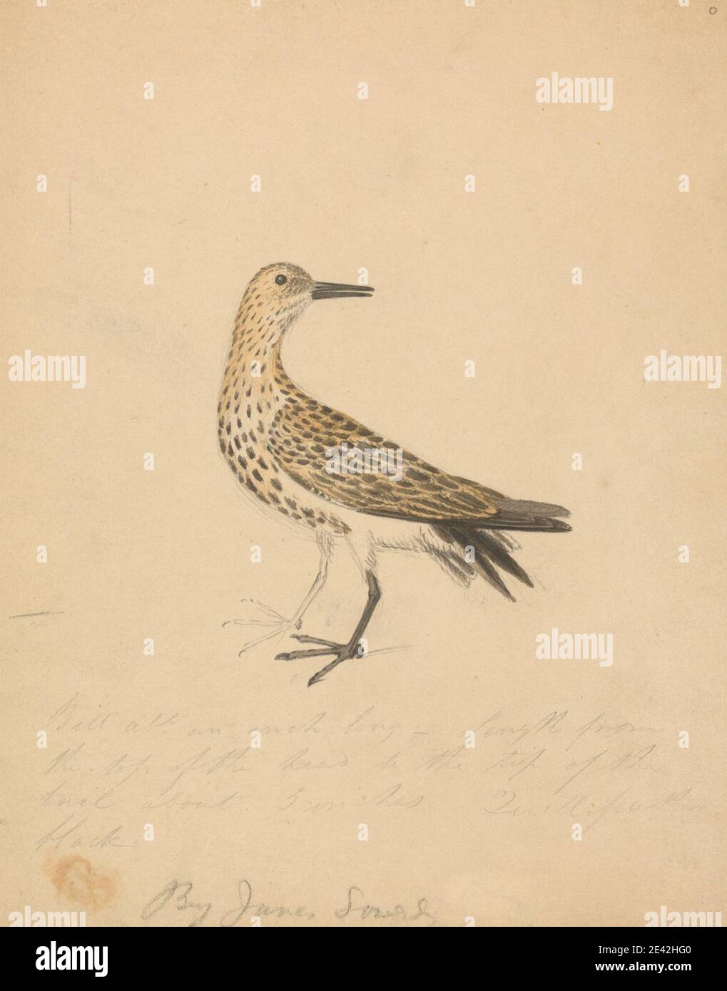 James Sowerby, 1756â–1822, britannico, un uccello, non datato. Acquerello su grafite su carta di wove di media consistenza, leggermente cremosa. Arte animale, uccello Foto Stock James Sowerby, 1756â–1822, britannico, un uccello, non datato. Acquerello su grafite su carta di wove di media consistenza, leggermente cremosa. Arte animale, uccello Foto Stock