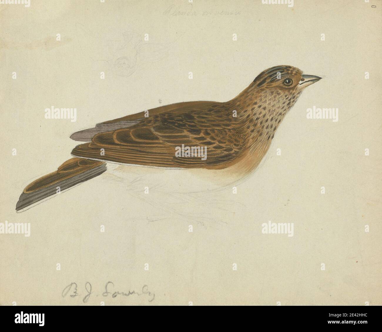 James Sowerby, 1756â–1822, britannico, un uccello, non datato. Acquerello e gouache su grafite su carta di media, testurizzata, crema di wove. Arte animale , uccello , Eurasian Skylark Foto Stock James Sowerby, 1756â–1822, britannico, un uccello, non datato. Acquerello e gouache su grafite su carta di media, testurizzata, crema di wove. Arte animale , uccello , Eurasian Skylark Foto Stock
