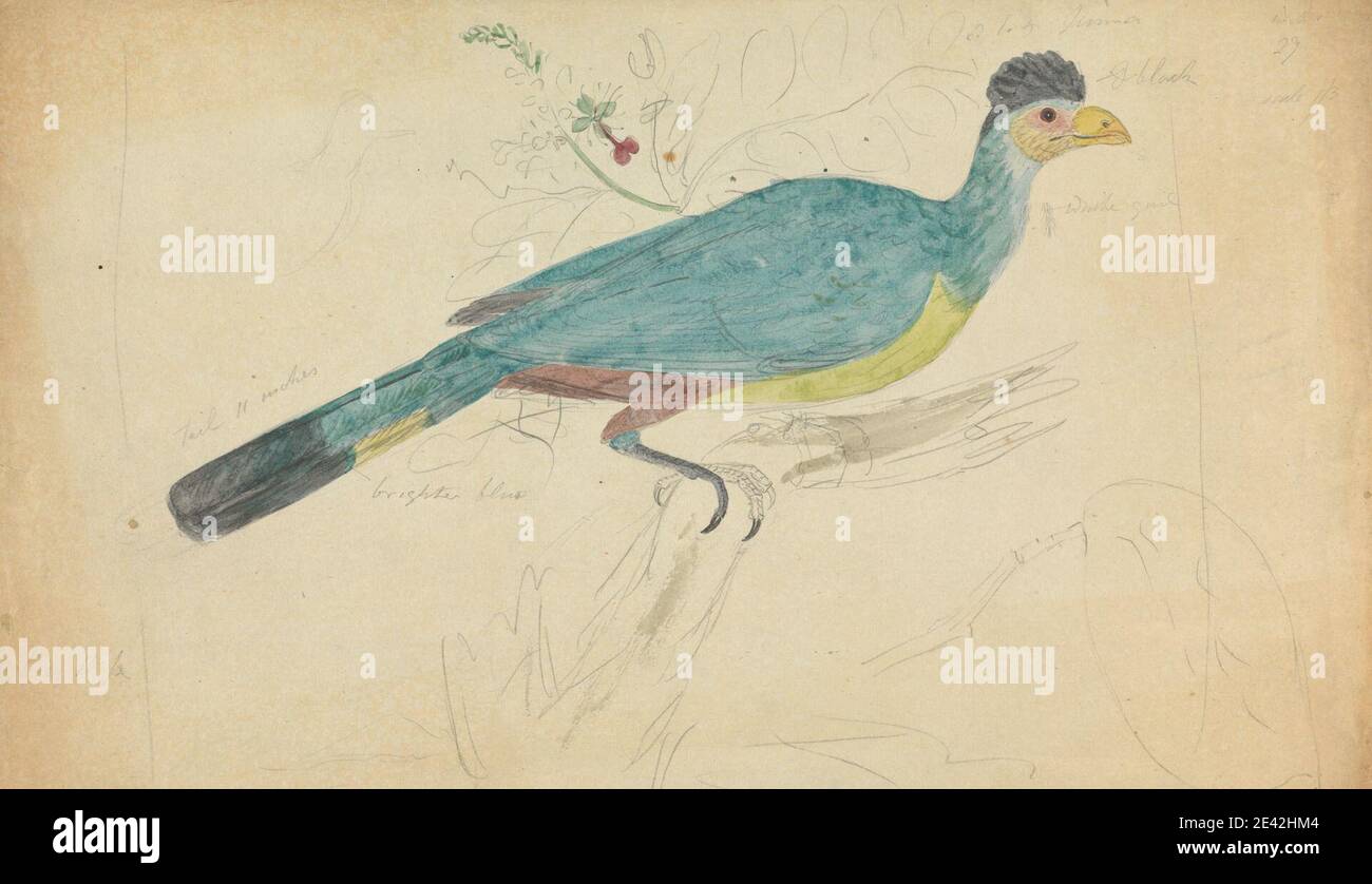 James Sowerby, 1756â–1822, inglese, UN Hoatzin? Su una filiale, non datata. Acquerello su grafite su carta wove media, liscia, crema. Arte animale , uccello , ramo , Great Blue Turaco Foto Stock James Sowerby, 1756â–1822, inglese, UN Hoatzin? Su una filiale, non datata. Acquerello su grafite su carta wove media, liscia, crema. Arte animale , uccello , ramo , Great Blue Turaco Foto Stock