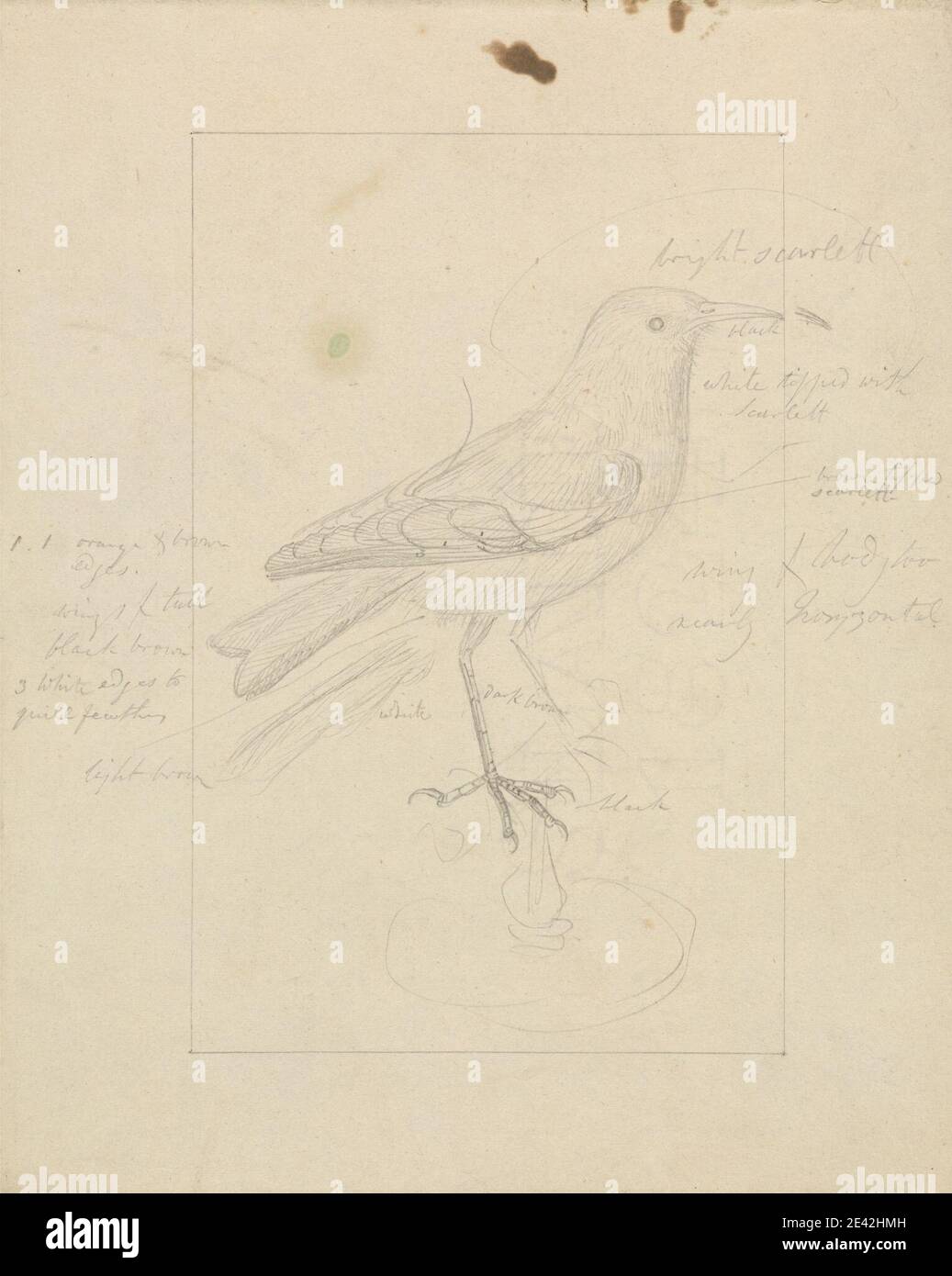 James Sowerby, 1756â–1822, inglese, UN Wren, non datato. Grafite su carta media, liscia, crema wove. Arte animale, uccello Foto Stock James Sowerby, 1756â–1822, inglese, UN Wren, non datato. Grafite su carta media, liscia, crema wove. Arte animale, uccello Foto Stock