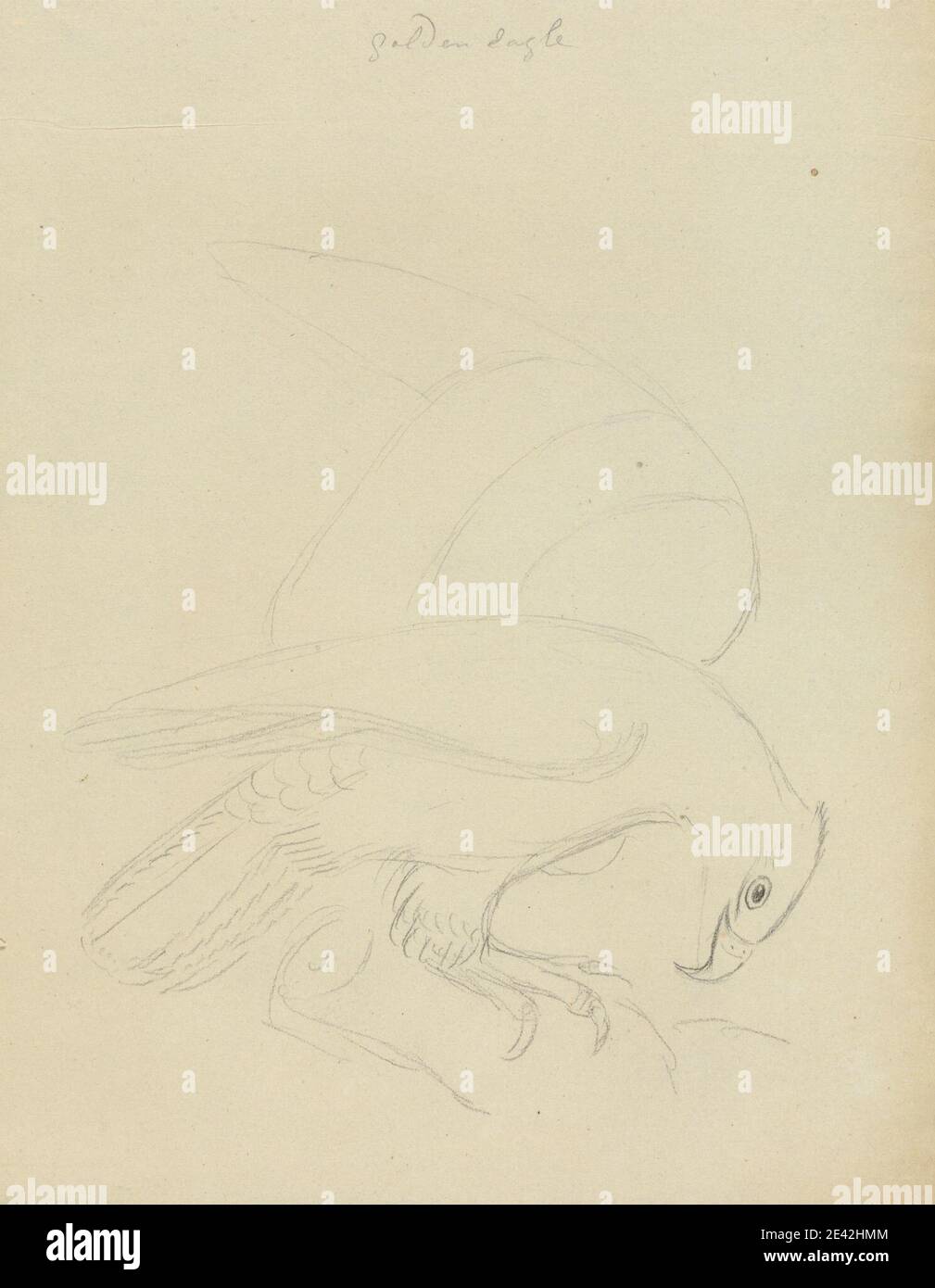 James Sowerby, 1756â–1822, inglese, un'aquila?, senza titolo. Grafite su carta di media consistenza, leggermente testurizzata, crema di wove. Arte animale, aquile (uccelli), aquila d'oro Foto Stock James Sowerby, 1756â–1822, inglese, un'aquila?, senza titolo. Grafite su carta di media consistenza, leggermente testurizzata, crema di wove. Arte animale, aquile (uccelli), aquila d'oro Foto Stock