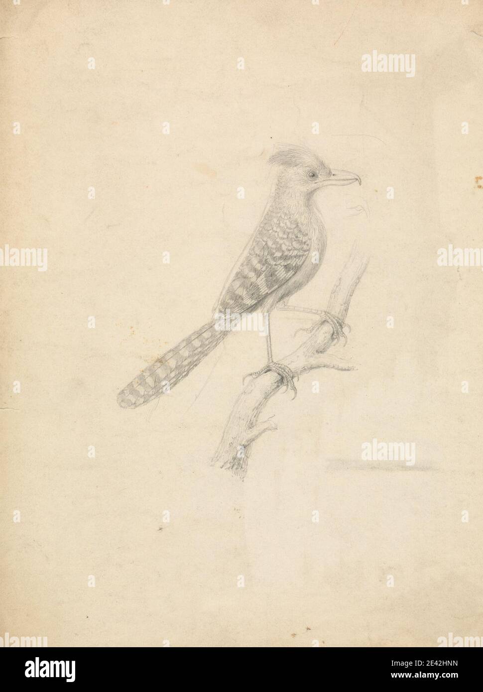 James Sowerby, 1756â–1822, britannico, un uccello, non datato. Grafite su carta d'oca crema leggermente spessa e leggermente testurizzata. Arte animale , Antshrikes , uccello , ramo Foto Stock James Sowerby, 1756â–1822, britannico, un uccello, non datato. Grafite su carta d'oca crema leggermente spessa e leggermente testurizzata. Arte animale , Antshrikes , uccello , ramo Foto Stock