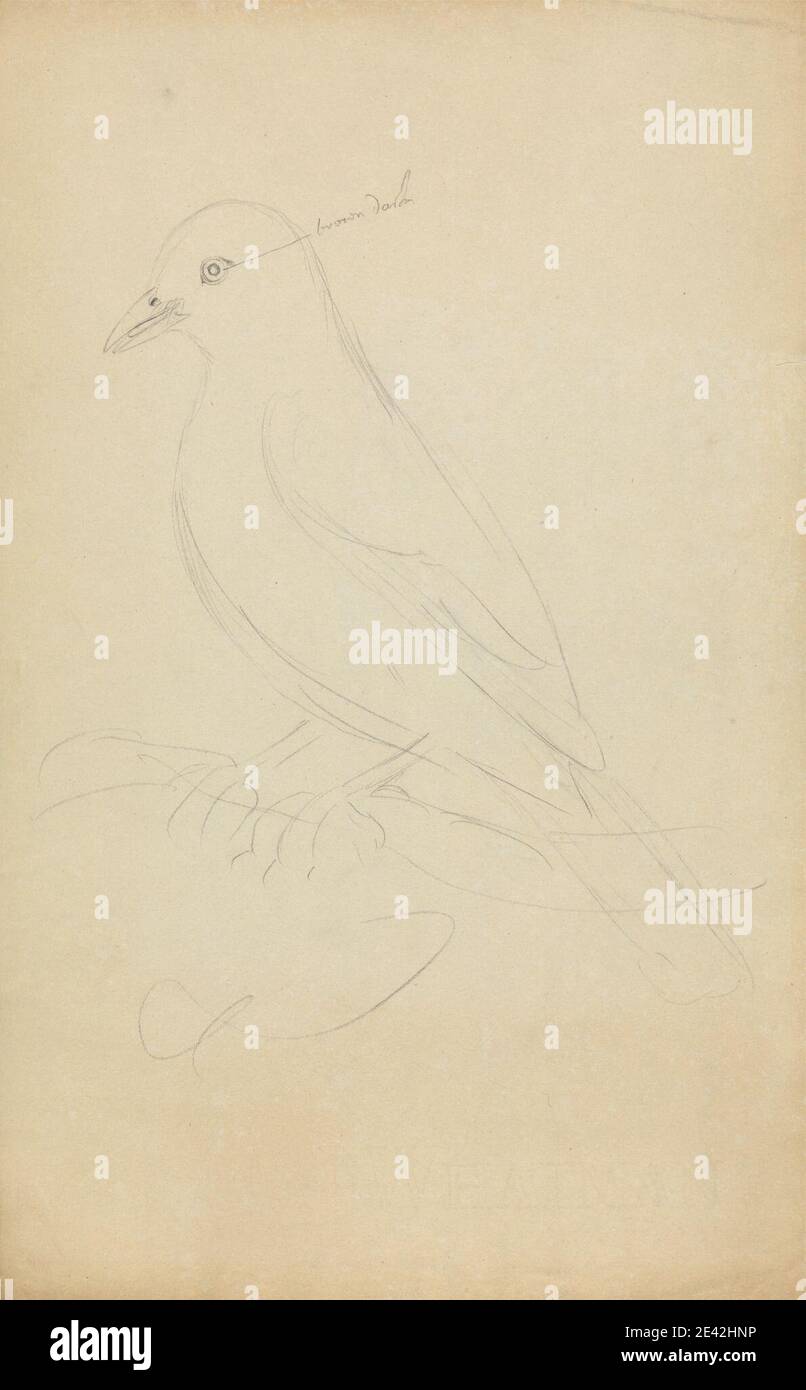 James Sowerby, 1756â–1822, inglese, UN Blackbird, non datato. Grafite su carta di wove crema leggermente spessa e leggermente testurizzata. Arte animale , uccello , uccello comune Foto Stock James Sowerby, 1756â–1822, inglese, UN Blackbird, non datato. Grafite su carta di wove crema leggermente spessa e leggermente testurizzata. Arte animale , uccello , uccello comune Foto Stock