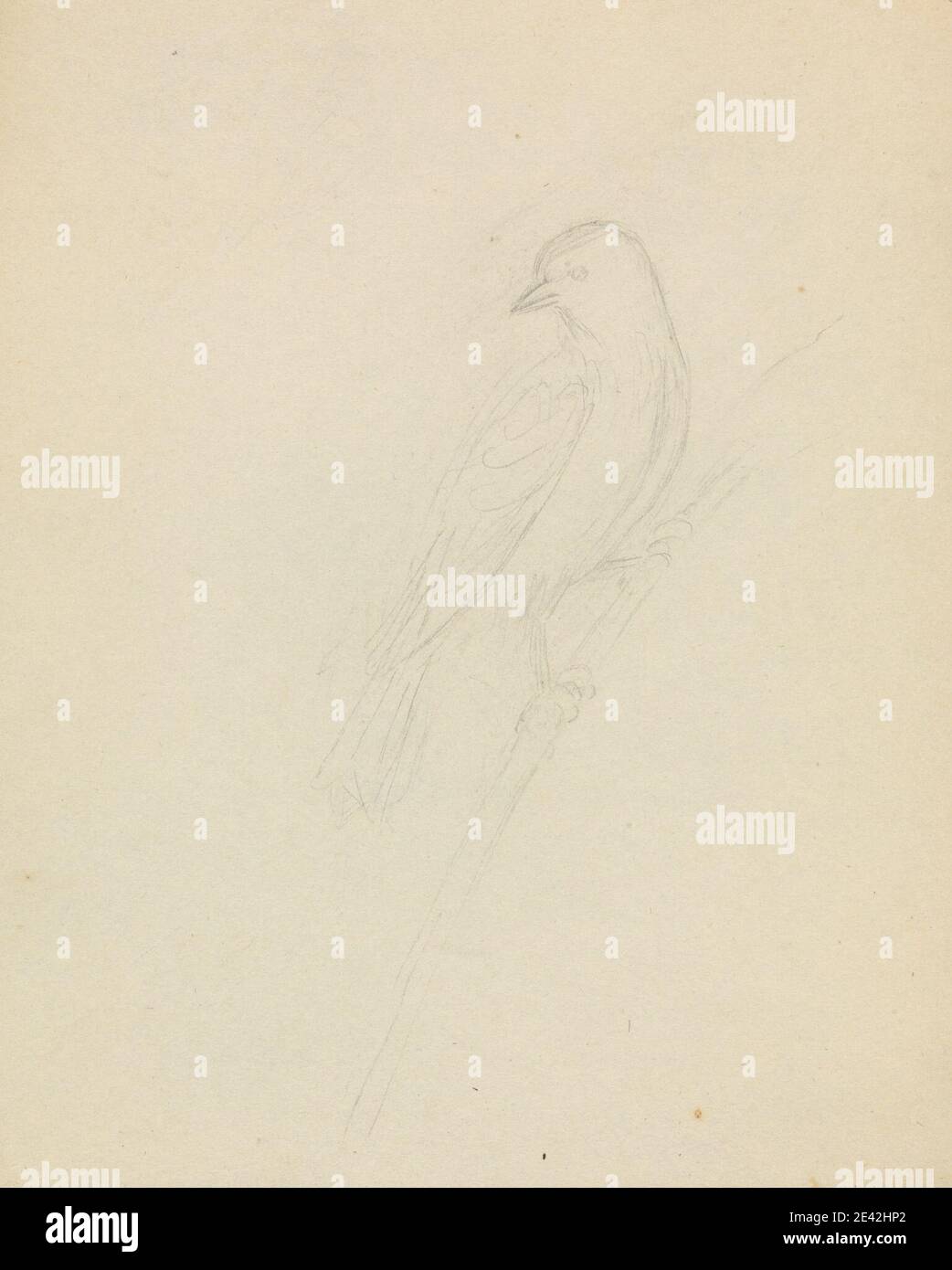James Sowerby, 1756â–1822, britannico, un uccello, non datato. Grafite su carta media, leggermente testurizzata, crema wove. Arte animale, uccello Foto Stock James Sowerby, 1756â–1822, britannico, un uccello, non datato. Grafite su carta media, leggermente testurizzata, crema wove. Arte animale, uccello Foto Stock