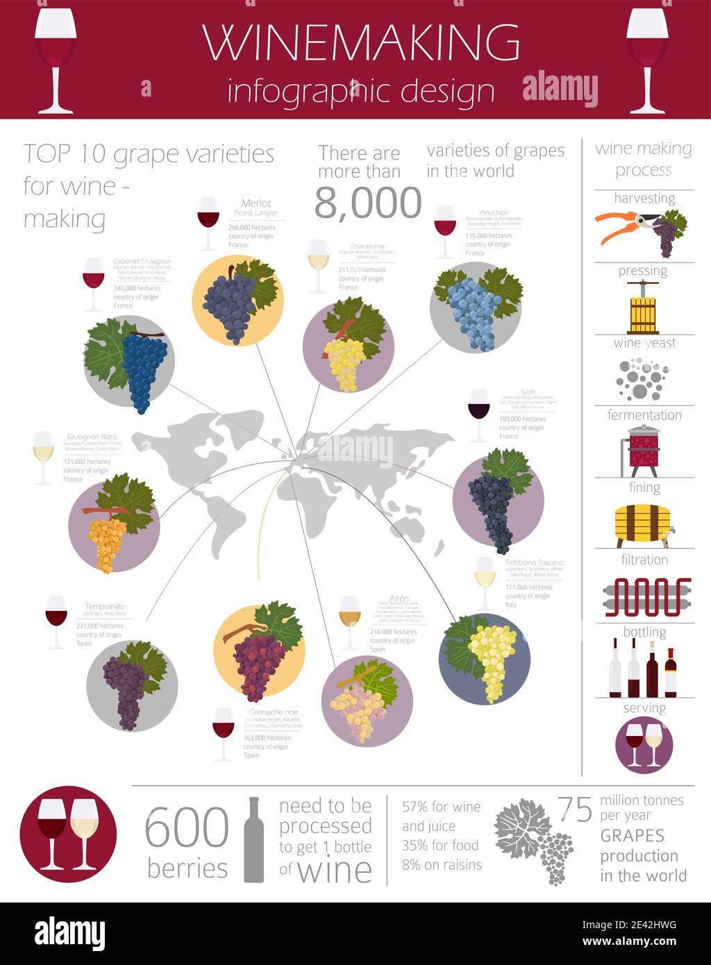 Varietà di uve per il vino. Infografica sulla vinificazione. Illustrazione vettoriale Illustrazione Vettoriale