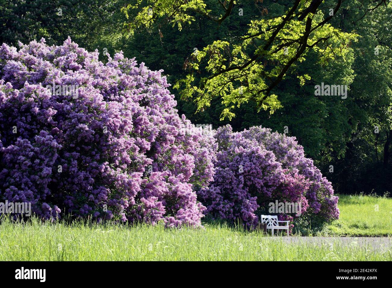 Schloßpark, Fliederbusch am Schloß Foto Stock