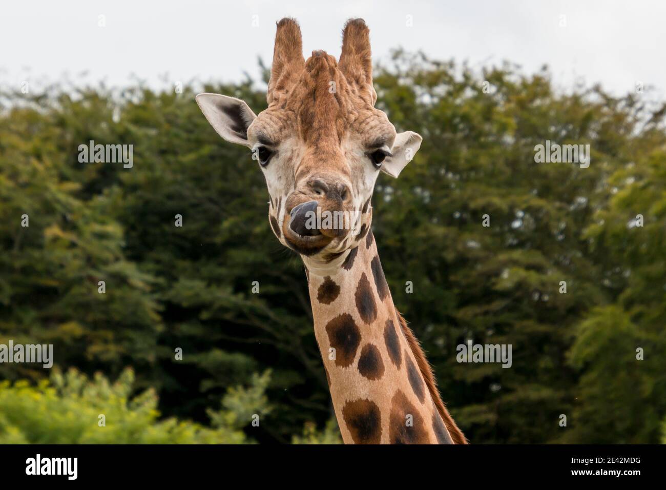 Primo piano foto di una giraffa, alberi verdi sullo sfondo, sole splendente, lingua giraffa visibile. Foto Stock