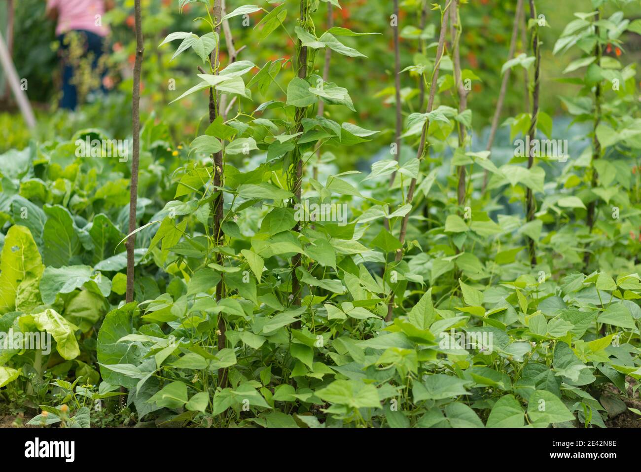 Fagiolini di fagioli di rene che crescono in fattoria. Cerotto di piante verdi di fagiolo di rene (Phaseolus vulgaris) in giardino domestico. Agricoltura biologica, cibo sano, BIO Foto Stock