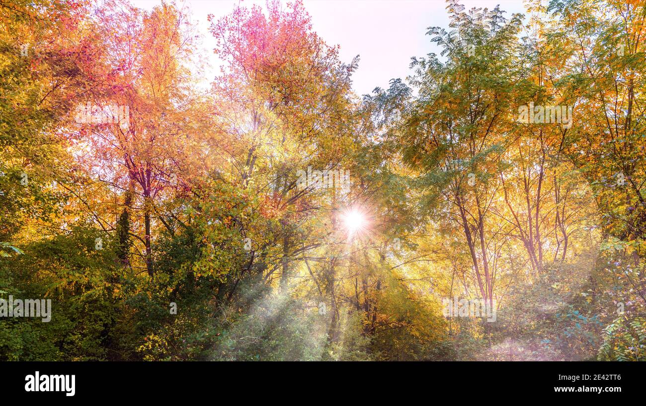 Colore autunnale in una foresta nel sud-ovest della Francia nel mese di ottobre Foto Stock