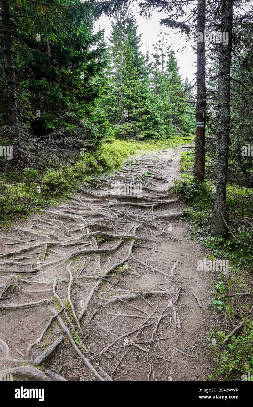 Sentiero di montagna Spooky, scuro e stretto attraverso lussureggiante foresta di conifere con fitta rete di radici sul terreno, Monti Tatra, Polonia. Foto Stock