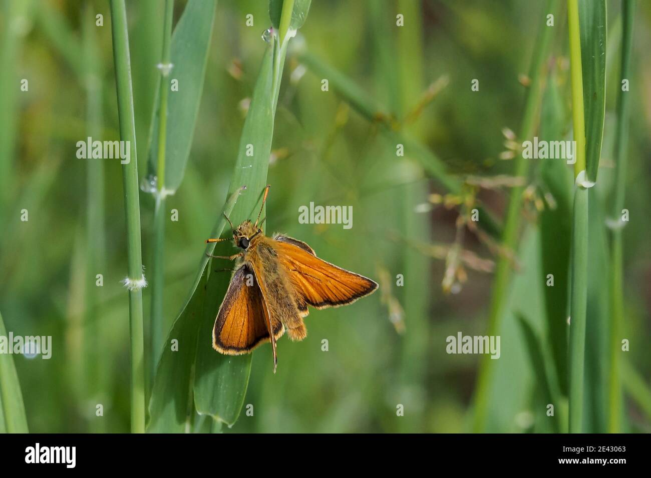 Il piccolo skipper (Thymelicus sylvestris) è una delle più comuni Farfalle , foto beatiful Foto Stock