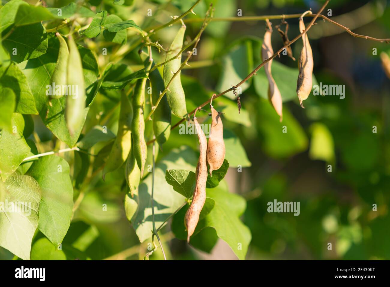 Baccelli maturi di fagiolo di rene che crescono in fattoria. Cespuglio con mazzo di cialde di piante di aricot (Phaseolus vulgaris) che maturano in giardino fatto in casa. Agricoltura biologica, Foto Stock