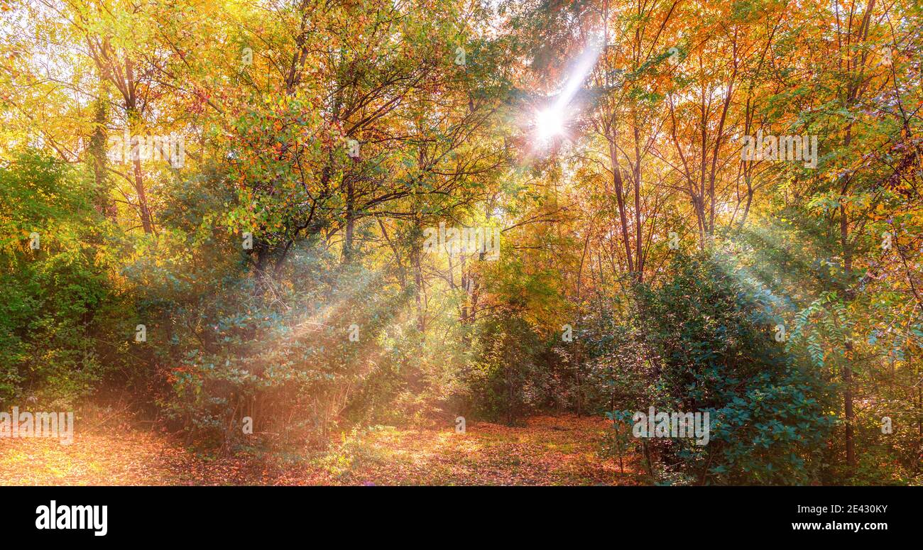 Colore autunnale in una foresta nel sud-ovest della Francia nel mese di ottobre Foto Stock