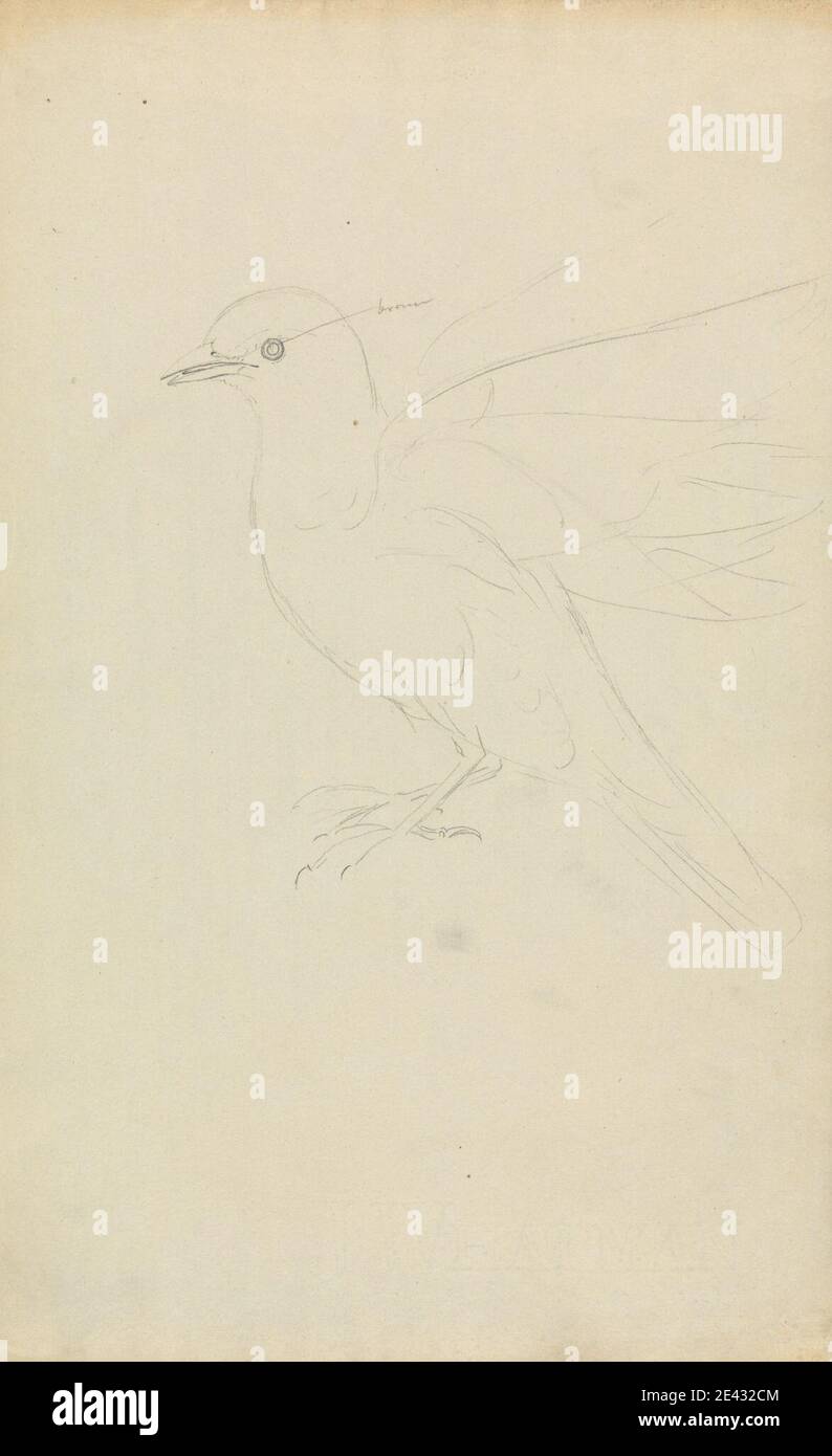 James Sowerby, 1756â–1822, British, A Redwing Thrush, Underated. Grafite su carta media, liscia, crema di wove. Arte animale , uccello , Redwing Thrush Foto Stock James Sowerby, 1756â–1822, British, A Redwing Thrush, Underated. Grafite su carta media, liscia, crema di wove. Arte animale , uccello , Redwing Thrush Foto Stock