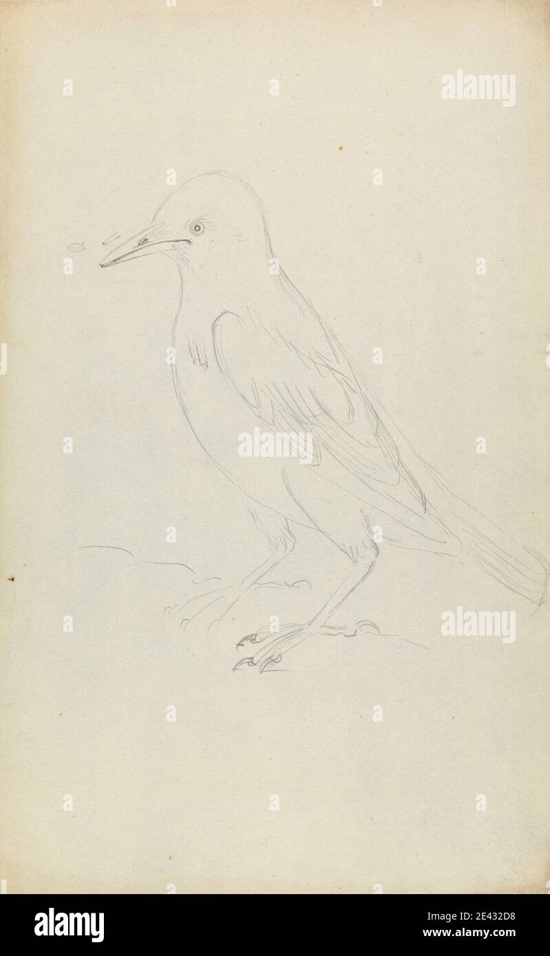 James Sowerby, 1756â–1822, British, A Starling, Underated. Grafite su carta media, liscia, crema di wove. Arte animale , uccello , Starlings Foto Stock James Sowerby, 1756â–1822, British, A Starling, Underated. Grafite su carta media, liscia, crema di wove. Arte animale , uccello , Starlings Foto Stock