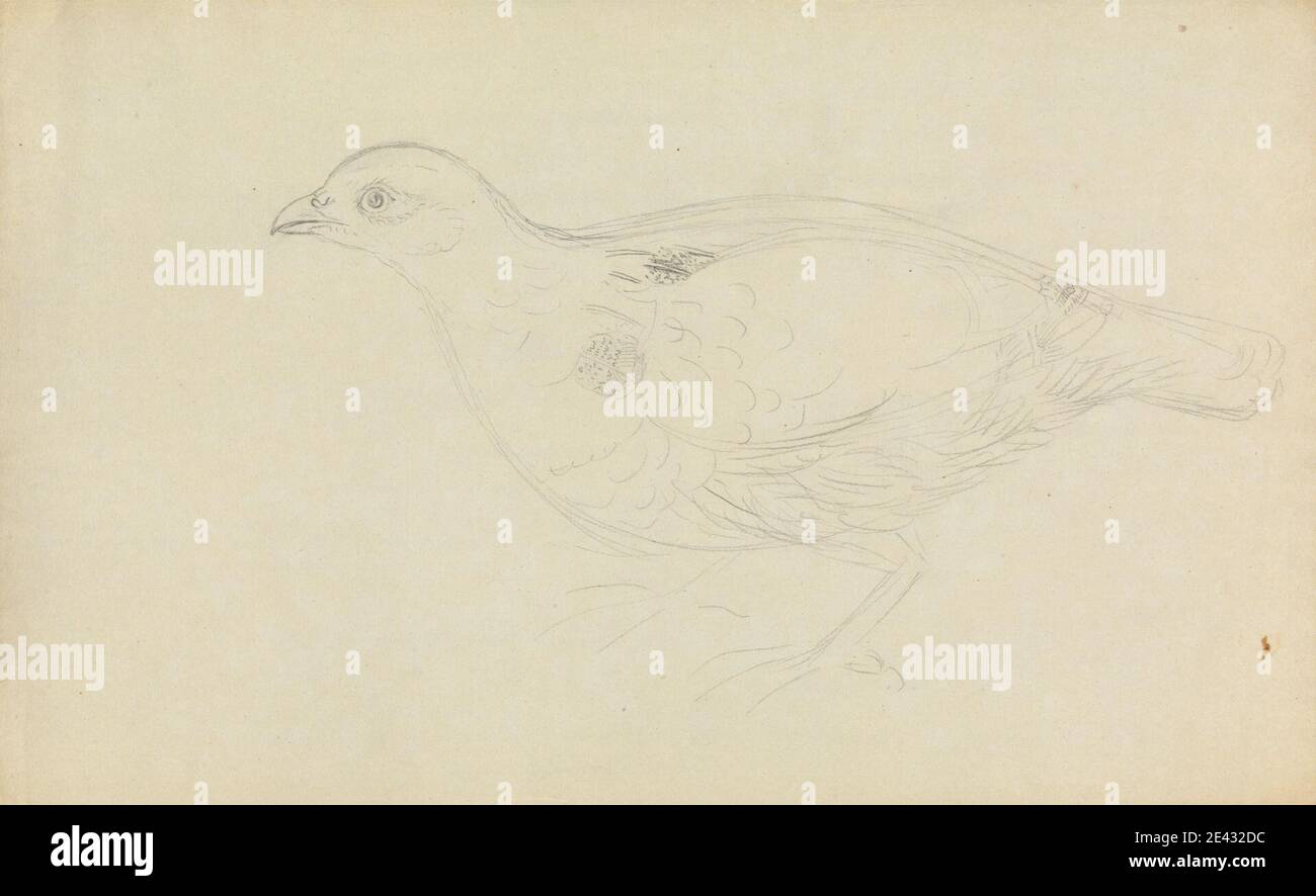 James Sowerby, 1756â–1822, inglese, UN partridge?, non datato. Grafite su carta di wove crema, abbastanza spessa, liscia. Arte animale , uccello , pernice Foto Stock James Sowerby, 1756â–1822, inglese, UN partridge?, non datato. Grafite su carta di wove crema, abbastanza spessa, liscia. Arte animale , uccello , pernice Foto Stock