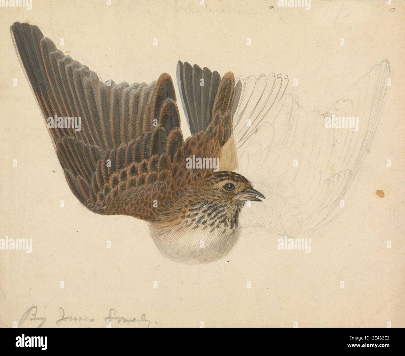 James Sowerby, 1756â–1822, British, UN uccello con Wings sparso, senza dati. Acquerello, gouache e grafite su carta di wove di media consistenza, leggermente testurizzata, crema. Arte animale , uccello , Eurasian Skylark Foto Stock James Sowerby, 1756â–1822, British, UN uccello con Wings sparso, senza dati. Acquerello, gouache e grafite su carta di wove di media consistenza, leggermente testurizzata, crema. Arte animale , uccello , Eurasian Skylark Foto Stock