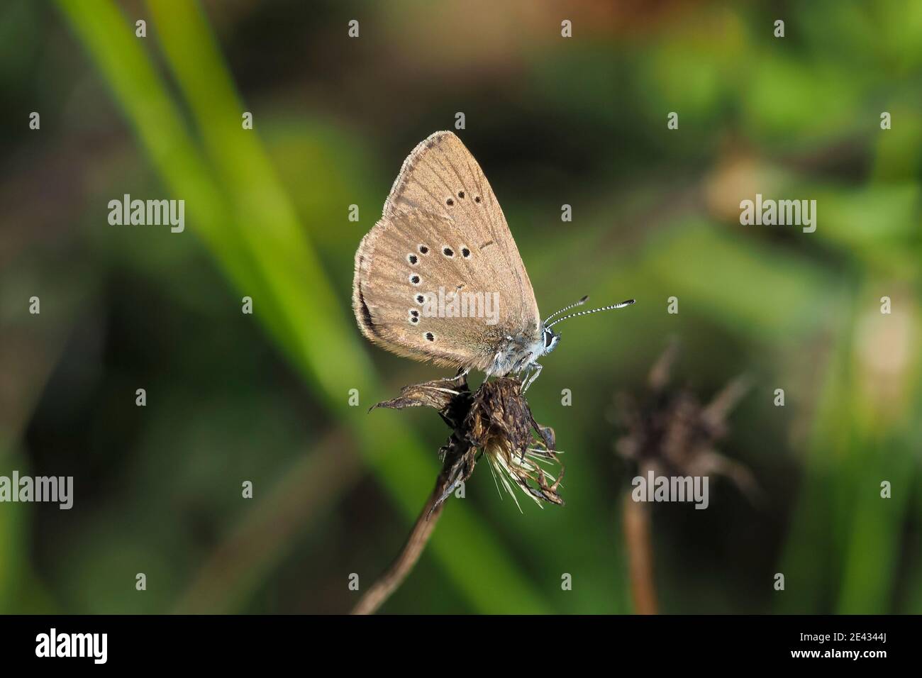 Il culo azzurra (Phengaris nausithous) è una specie di farfalla della  famiglia Lycaenidae. , bella foto Foto stock - Alamy