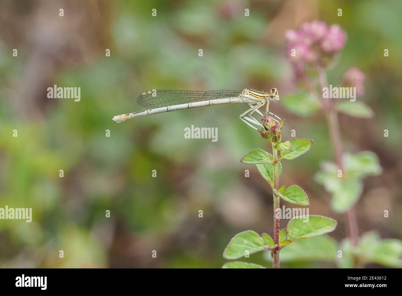 Il damselfly bianco-zampino o la gamba blu della piuma (pennipes di Platycnemis) è una mosca di acqua fangosa e lento-fluente. , bella foto Foto Stock