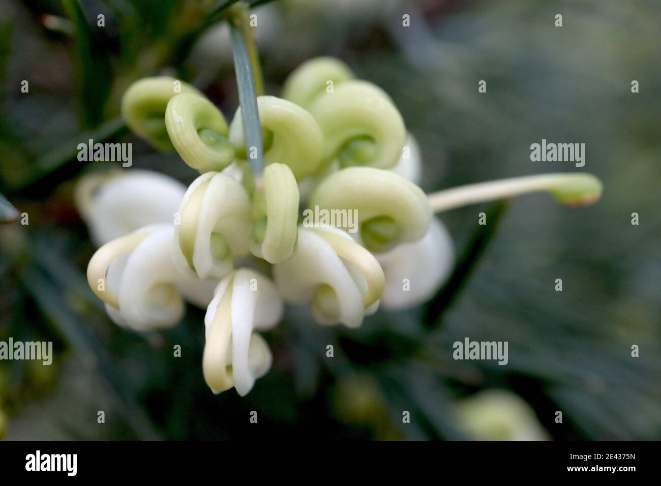 Grevillea ‘White Knight’ Spider flower White Knight – fiori bianchi e verdi pallidi avvolti, gennaio, Inghilterra, Regno Unito Foto Stock