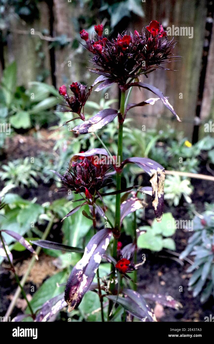 Dianthus barbatus nigrescens ‘Sooty’ Sweet William Sooty – fiori rossi di sangue con foglie nere a forma di lancia verde scuro gennaio, Inghilterra, Regno Unito Foto Stock