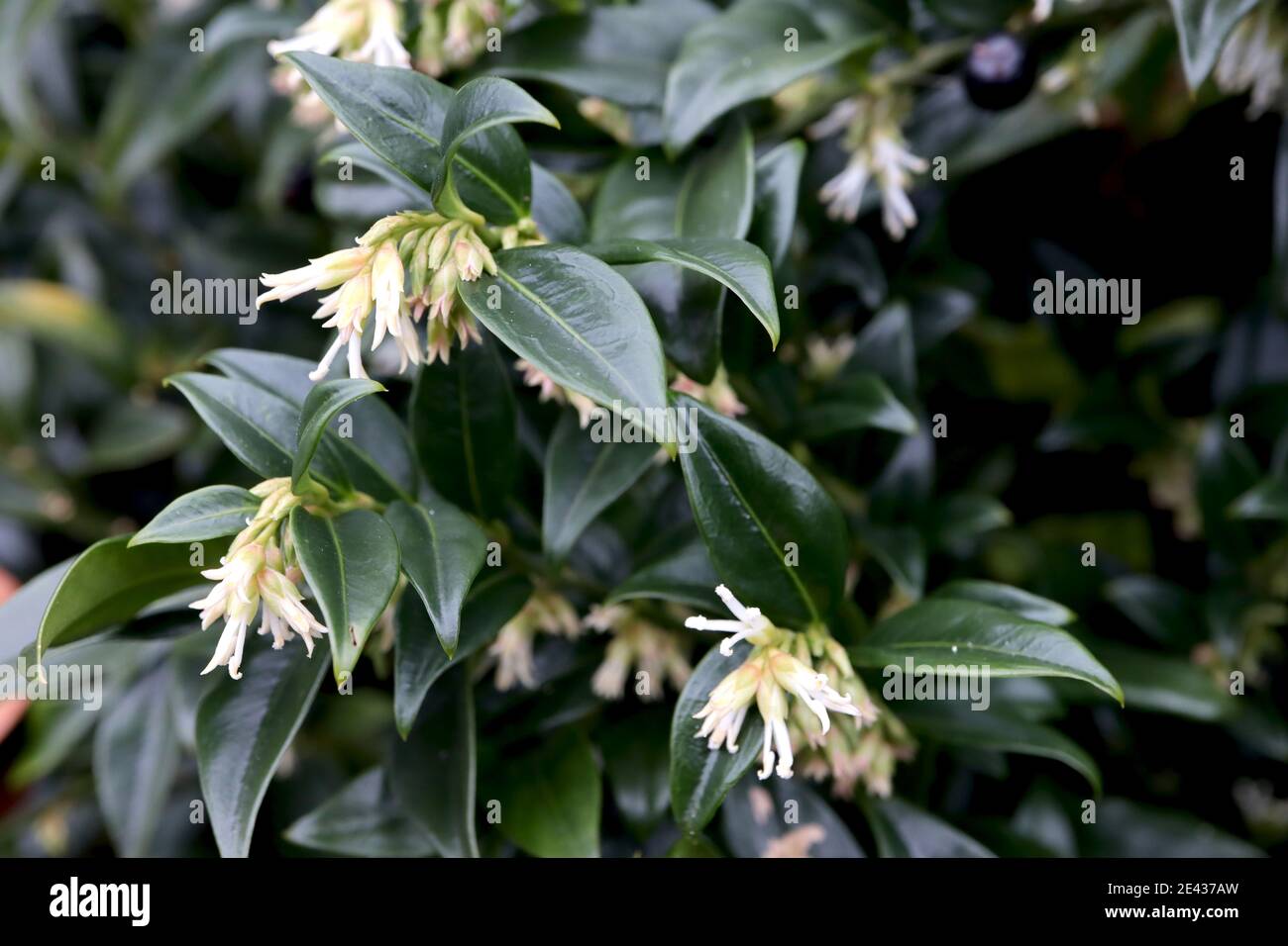 Sarcococca confusa Sweet box – fiori tubolari bianchi sottili altamente profumati con fogliame lucido verde scuro, gennaio, Inghilterra, Regno Unito Foto Stock