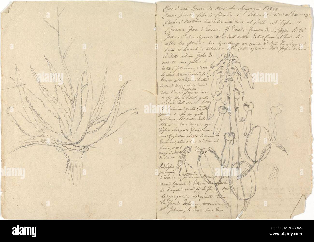 Luigi Balugani, 1737â–1770, Italiano, Aloe Macrocarpa (aloe): Contorno di abitudine, destro, contorno ruvido di infiorescenza, con dettagli floreali, ondeggiato. Grafite su carta media, leggermente testurizzata, crema. Foto Stock