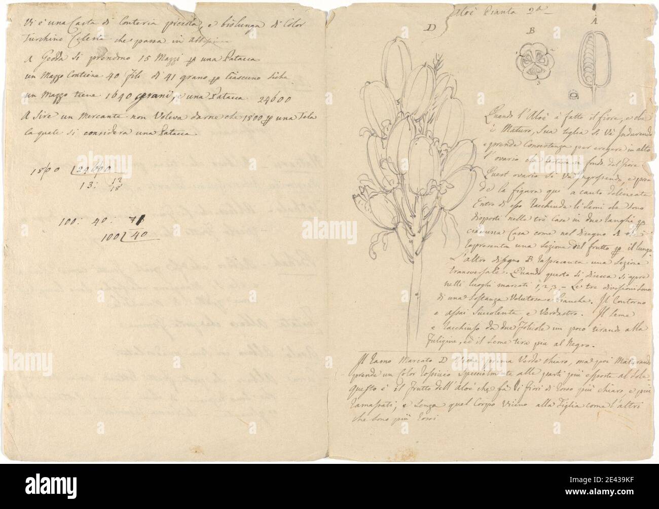 Luigi Balugani, 1737â–1770, italiano, Aloe Pianta 2a, non datato. Grafite, penna e inchiostro nero su carta media, leggermente testurizzata, crema. Foto Stock