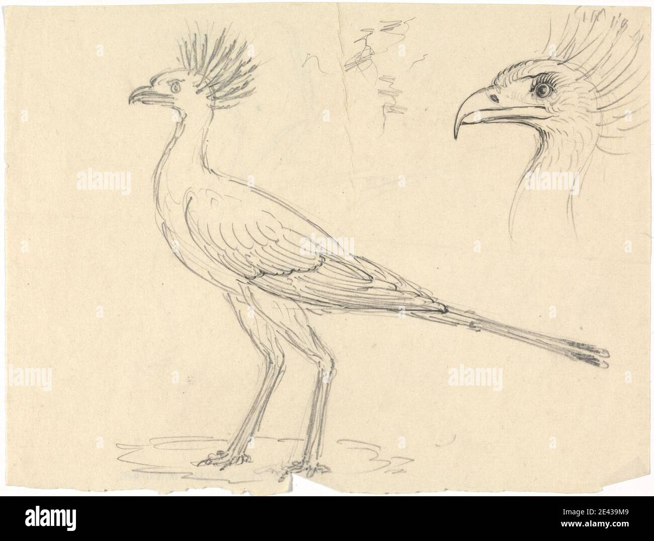 Luigi Balugani, 1737â–1770, italiano, Segretario Bird, non datato. Grafite e penna e inchiostro nero su carta media, leggermente testurizzata, crema. Arte animale, uccello Foto Stock Luigi Balugani, 1737â–1770, italiano, Segretario Bird, non datato. Grafite e penna e inchiostro nero su carta media, leggermente testurizzata, crema. Arte animale, uccello Foto Stock