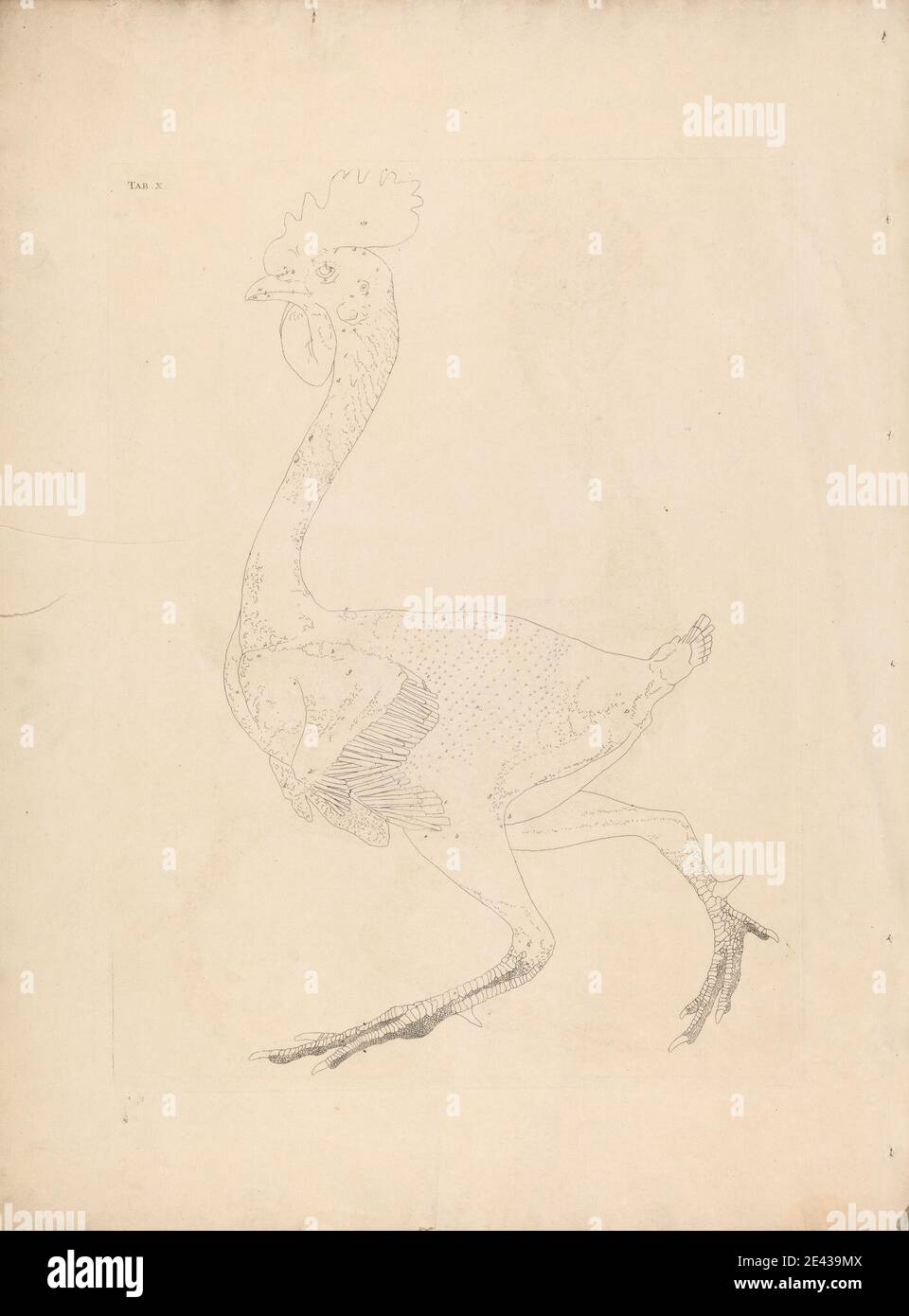 Stampa eseguita dopo George Stubbs, 1724â–1806, British, Plate X, Fowl Body, Lateral View, 1804. Incisione di linee su carta di wove crema di spessore moderato, leggermente testurizzata. Studio anatomico , arte animale , uccello , pollame Foto Stock Stampa eseguita dopo George Stubbs, 1724â–1806, British, Plate X, Fowl Body, Lateral View, 1804. Incisione di linee su carta di wove crema di spessore moderato, leggermente testurizzata. Studio anatomico , arte animale , uccello , pollame Foto Stock