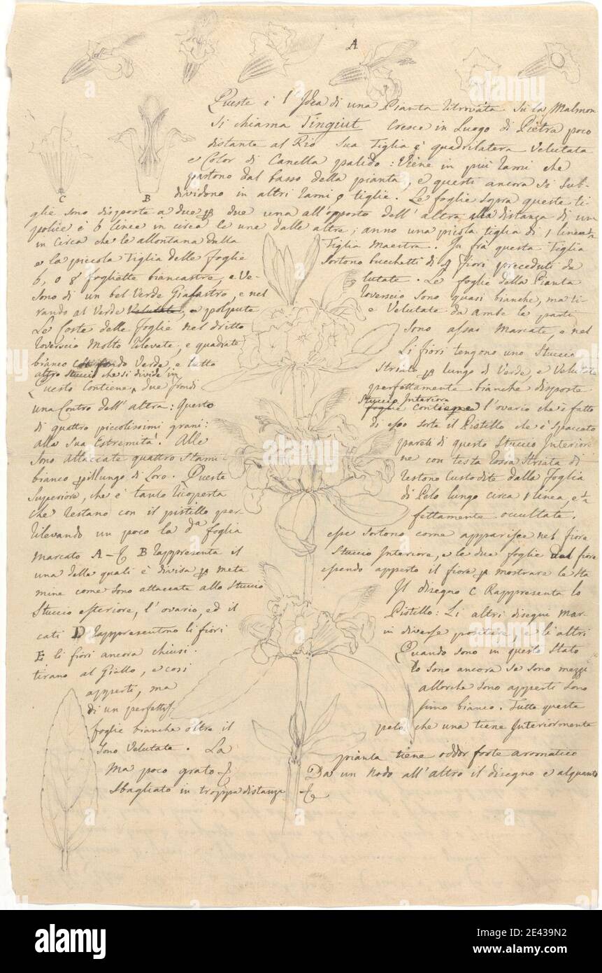 Luigi Balugani, 1737â–1770, Italiano, Otostegia tomentosa: Schizzo del fusto fiorito con dettagli di fiori e foglie, non ondate. Grafite su carta media, leggermente testurizzata, crema. soggetto botanico Foto Stock Luigi Balugani, 1737â–1770, Italiano, Otostegia tomentosa: Schizzo del fusto fiorito con dettagli di fiori e foglie, non ondate. Grafite su carta media, leggermente testurizzata, crema. soggetto botanico Foto Stock