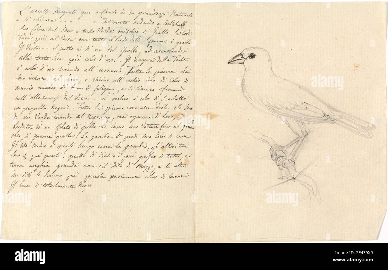 Luigi Balugani, 1737â–1770, Italiano, Studio di un uccello, non datato. Grafite e penna e inchiostro nero su carta media, moderatamente testurizzata, beige. Bacchi , uccelli , studi Foto Stock Luigi Balugani, 1737â–1770, Italiano, Studio di un uccello, non datato. Grafite e penna e inchiostro nero su carta media, moderatamente testurizzata, beige. Bacchi , uccelli , studi Foto Stock