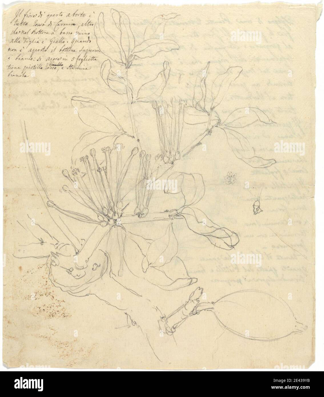 Luigi Balugani, 1737â–1770, italiano, Loranthus globiferus, non datato. Grafite su carta media, leggermente testurizzata, wove beige. Fiori (piante) , mistletoe , rosso , arbusti Foto Stock Luigi Balugani, 1737â–1770, italiano, Loranthus globiferus, non datato. Grafite su carta media, leggermente testurizzata, wove beige. Fiori (piante) , mistletoe , rosso , arbusti Foto Stock