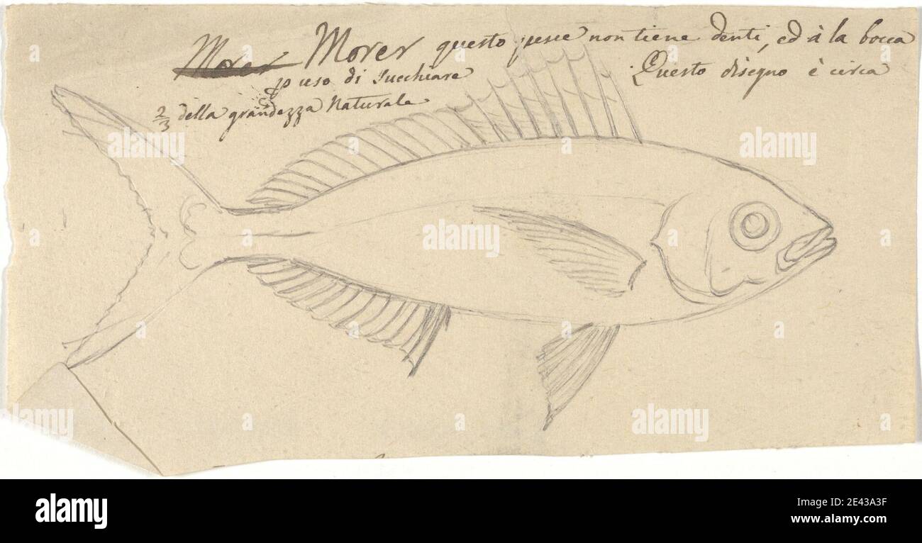 Luigi Balugani, 1737â–1770, Italiano, Morer, non datato. Grafite su carta media, leggermente testurizzata, di colore beige. Pesce , bocche , denti Foto Stock